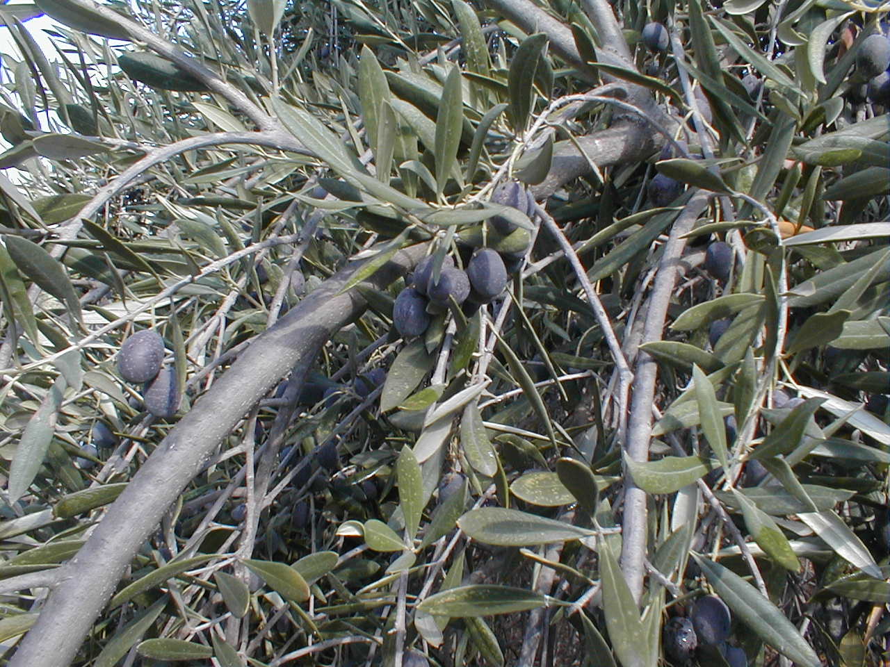 Black Olives.JPG