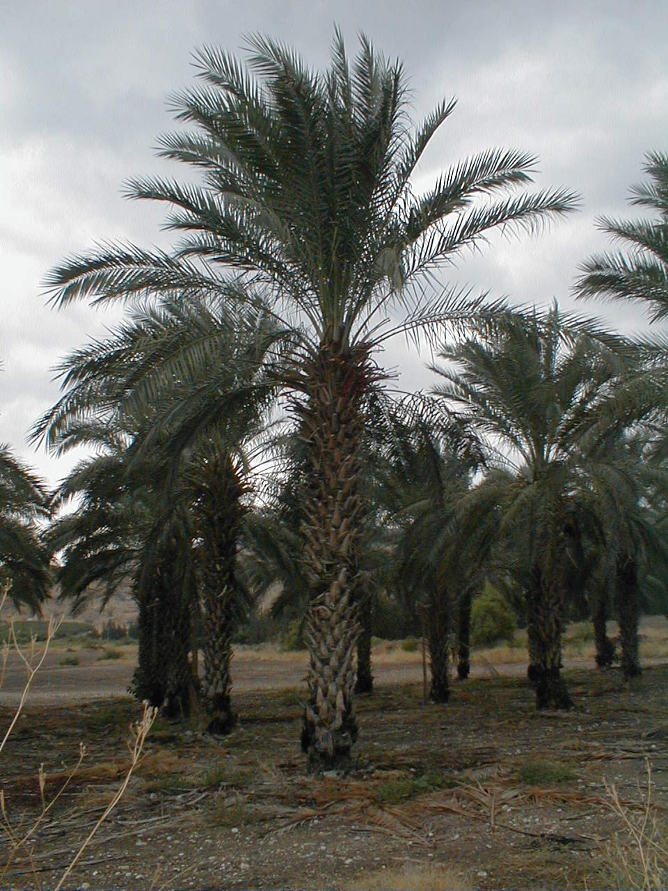 Date Palm.JPG