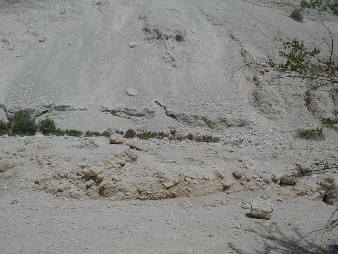 Ein Gedi - Ibex herd.JPG