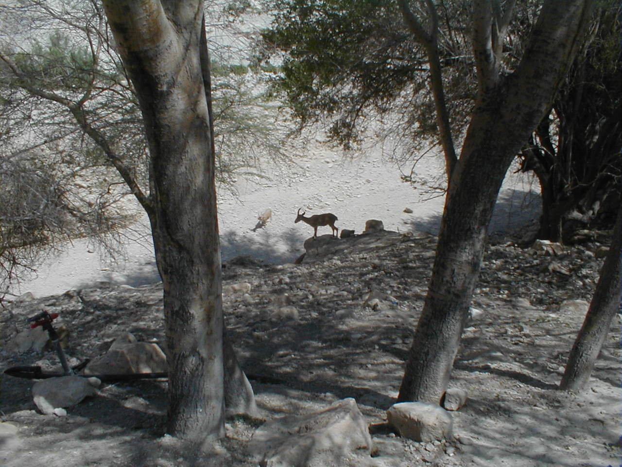 Ein Gedi - Ibex.JPG