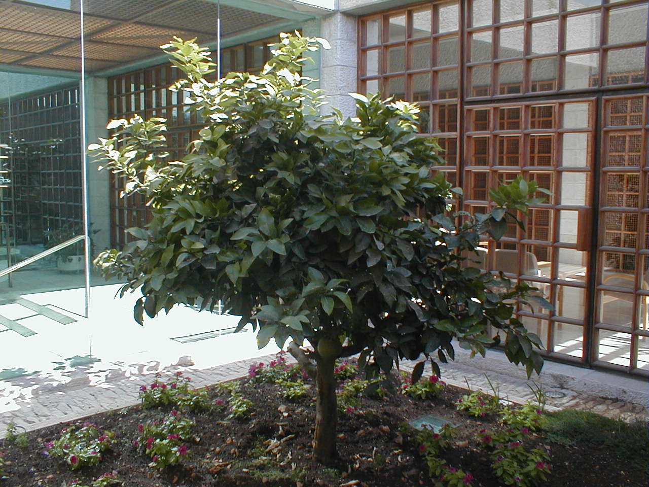 Fig Tree.JPG