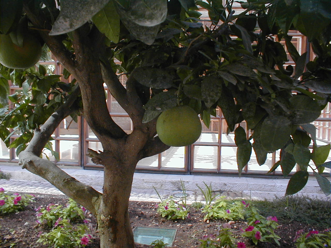 Fig.JPG