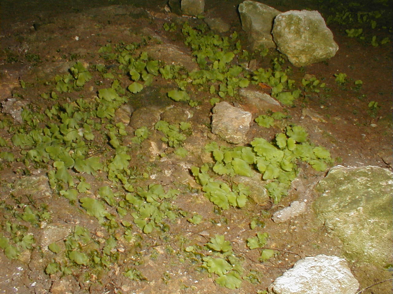 Flora in a cave.JPG