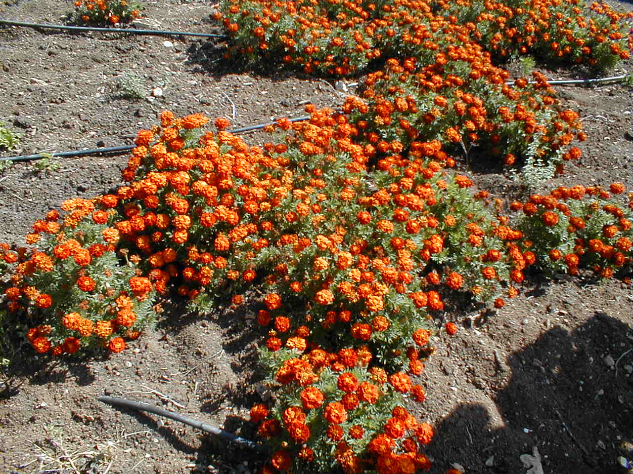 Marigolds.JPG