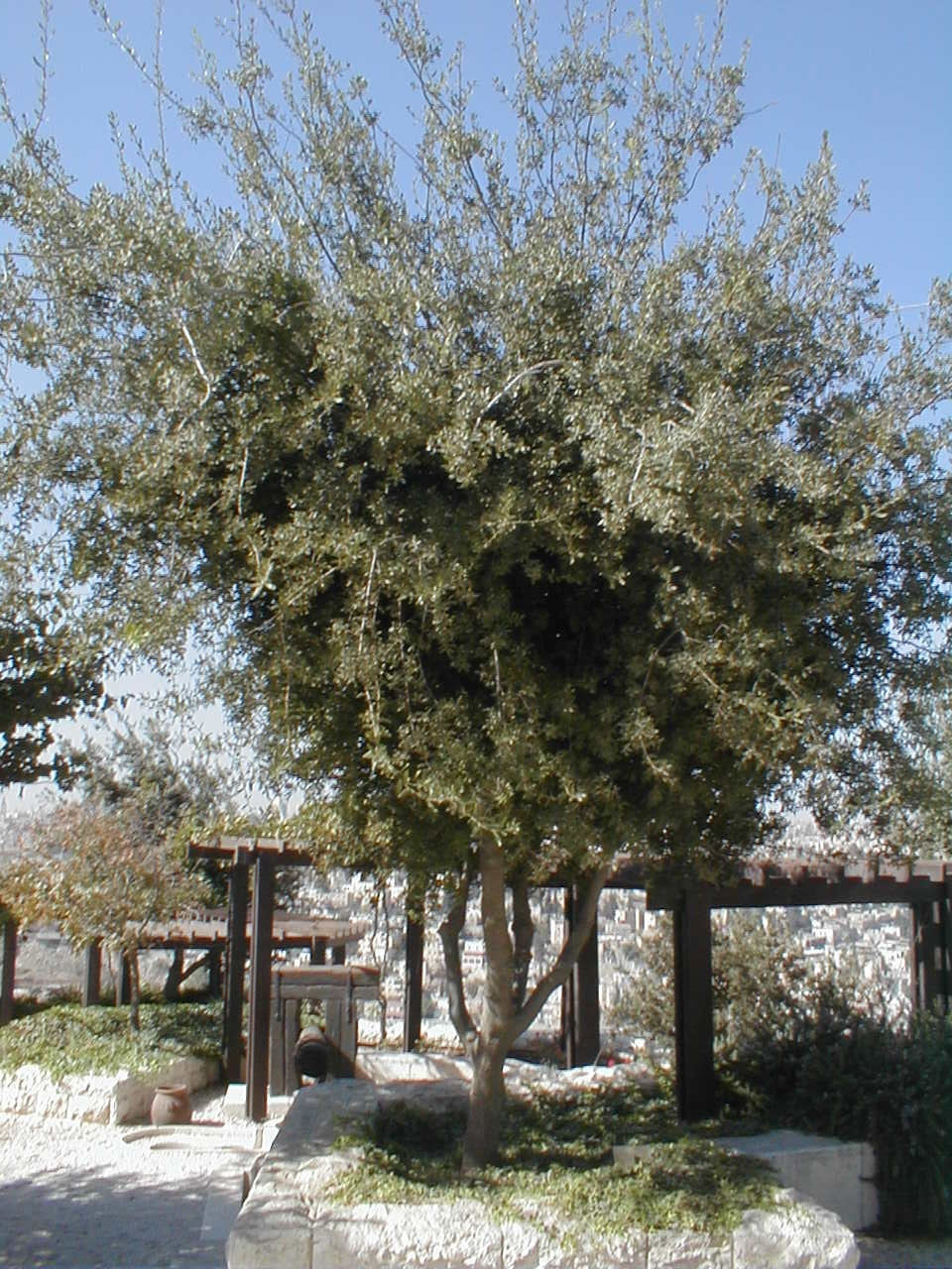 Oak tree.JPG