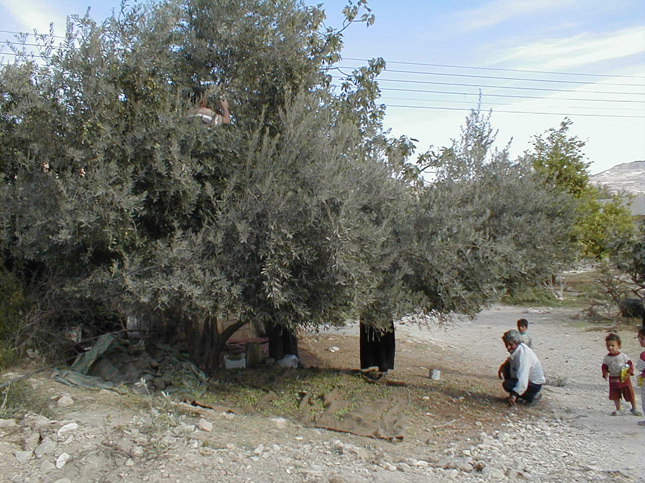 Olive Harvest.JPG