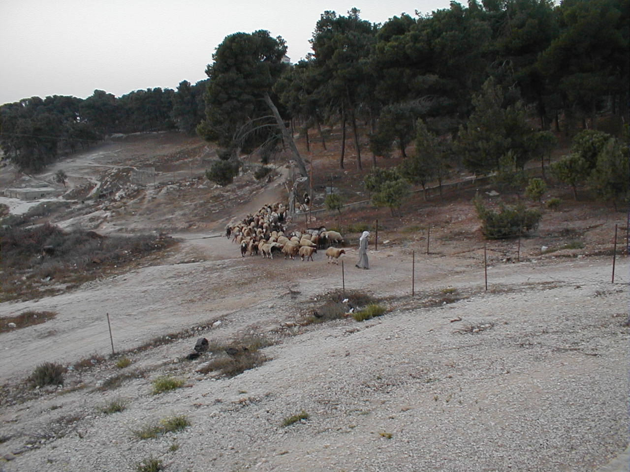 Sheep Herder 1.JPG