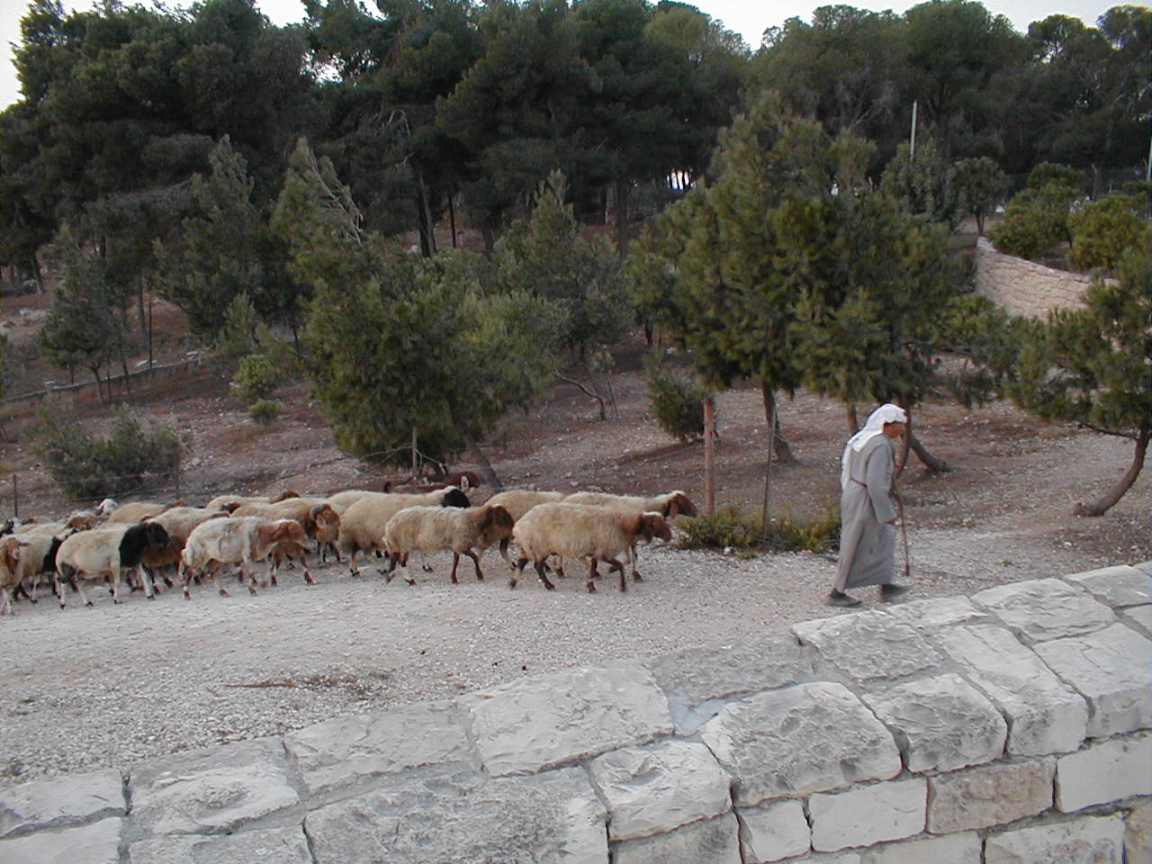 Sheep Herder 2.JPG