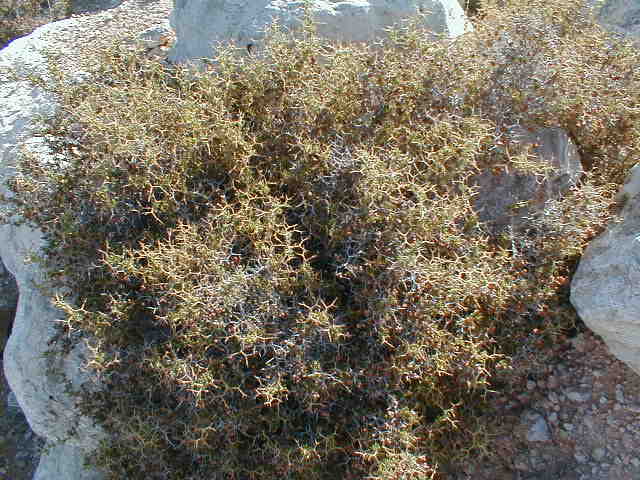 Spiny Burnet.JPG