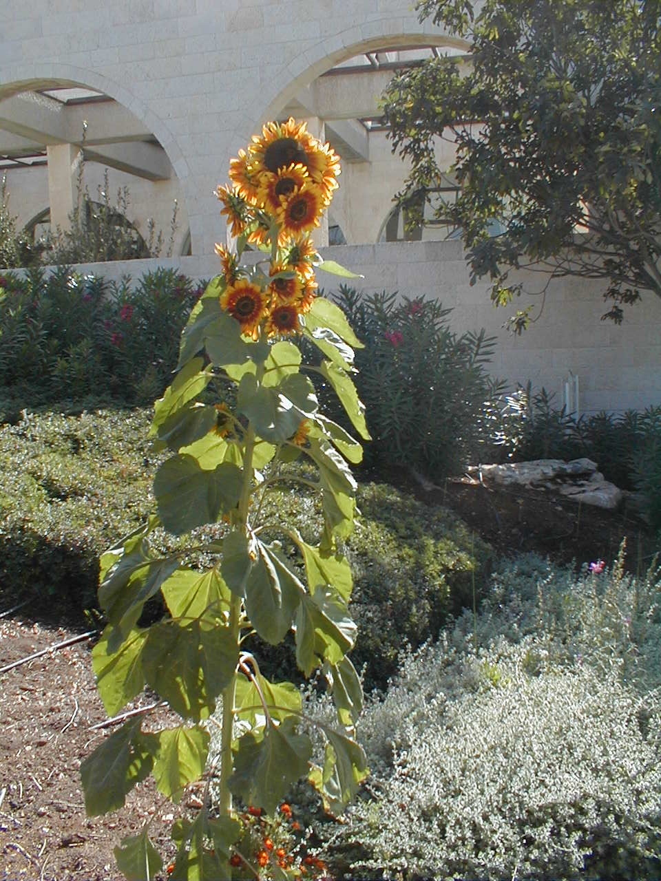 Sunflower.JPG