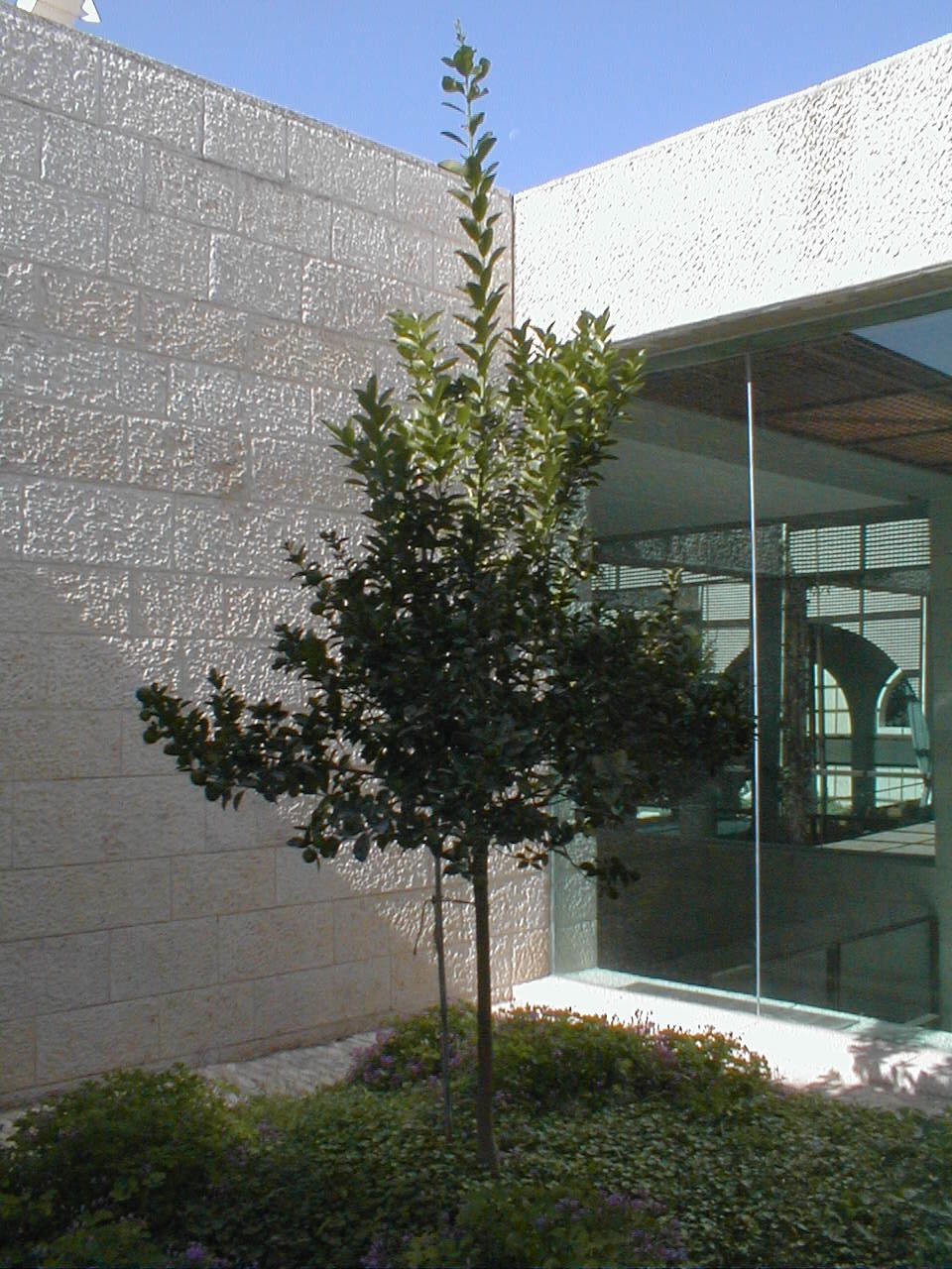 lemon tree maybe.JPG