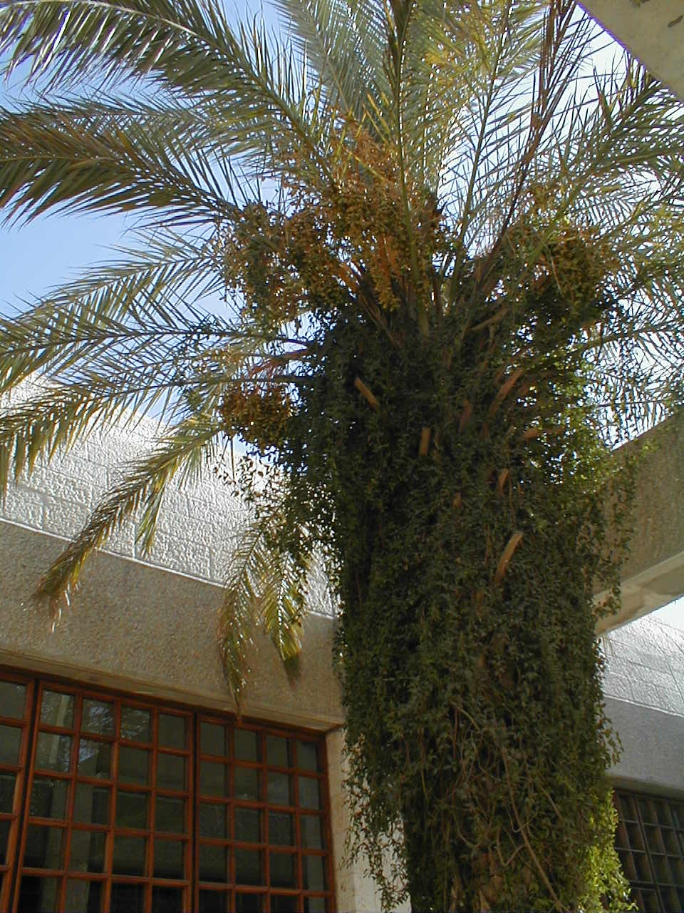 palm tree.JPG