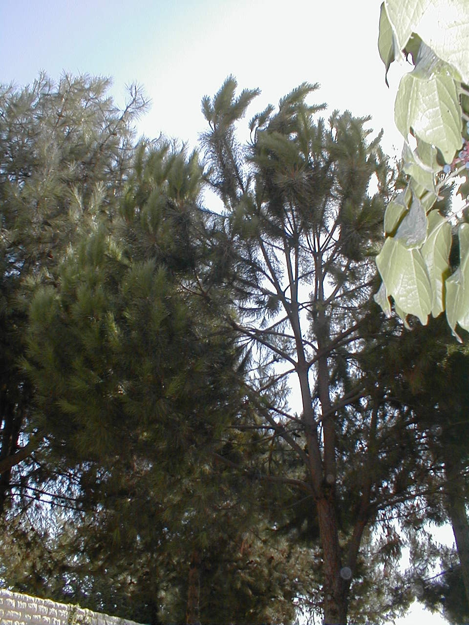 pine 1.JPG