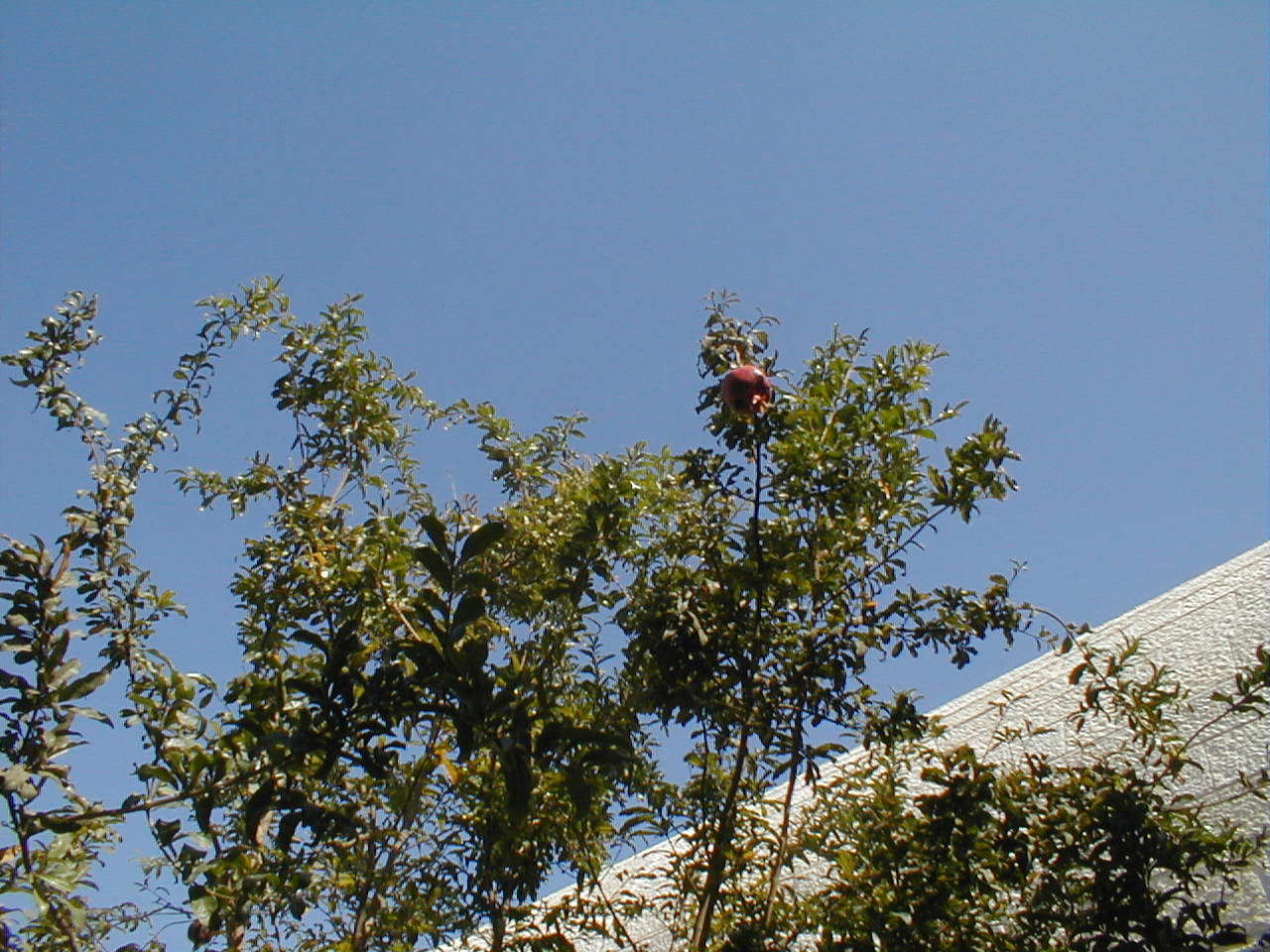 pomegranite.JPG