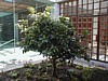 Fig Tree.JPG