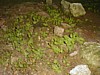 Flora in a cave.JPG