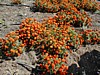 Marigolds.JPG