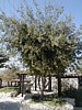 Oak tree.JPG