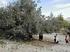 Olive Harvest.JPG