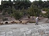Sheep Herder 2.JPG