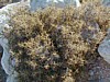 Spiny Burnet.JPG