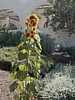 Sunflower.JPG
