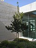 lemon tree maybe.JPG