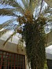 palm tree.JPG