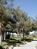 pine 2.JPG