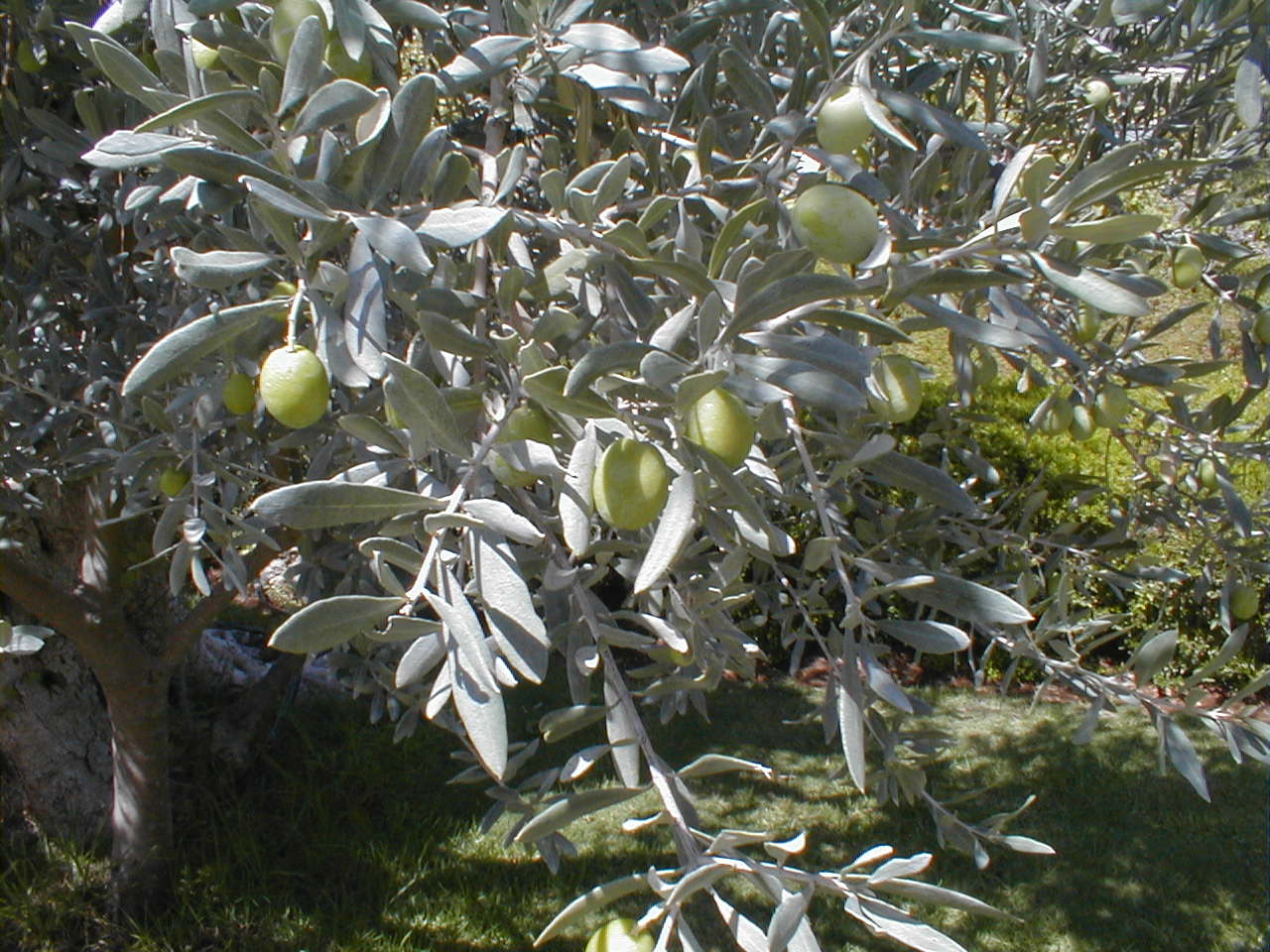 JC Olive Tree Closeup.JPG