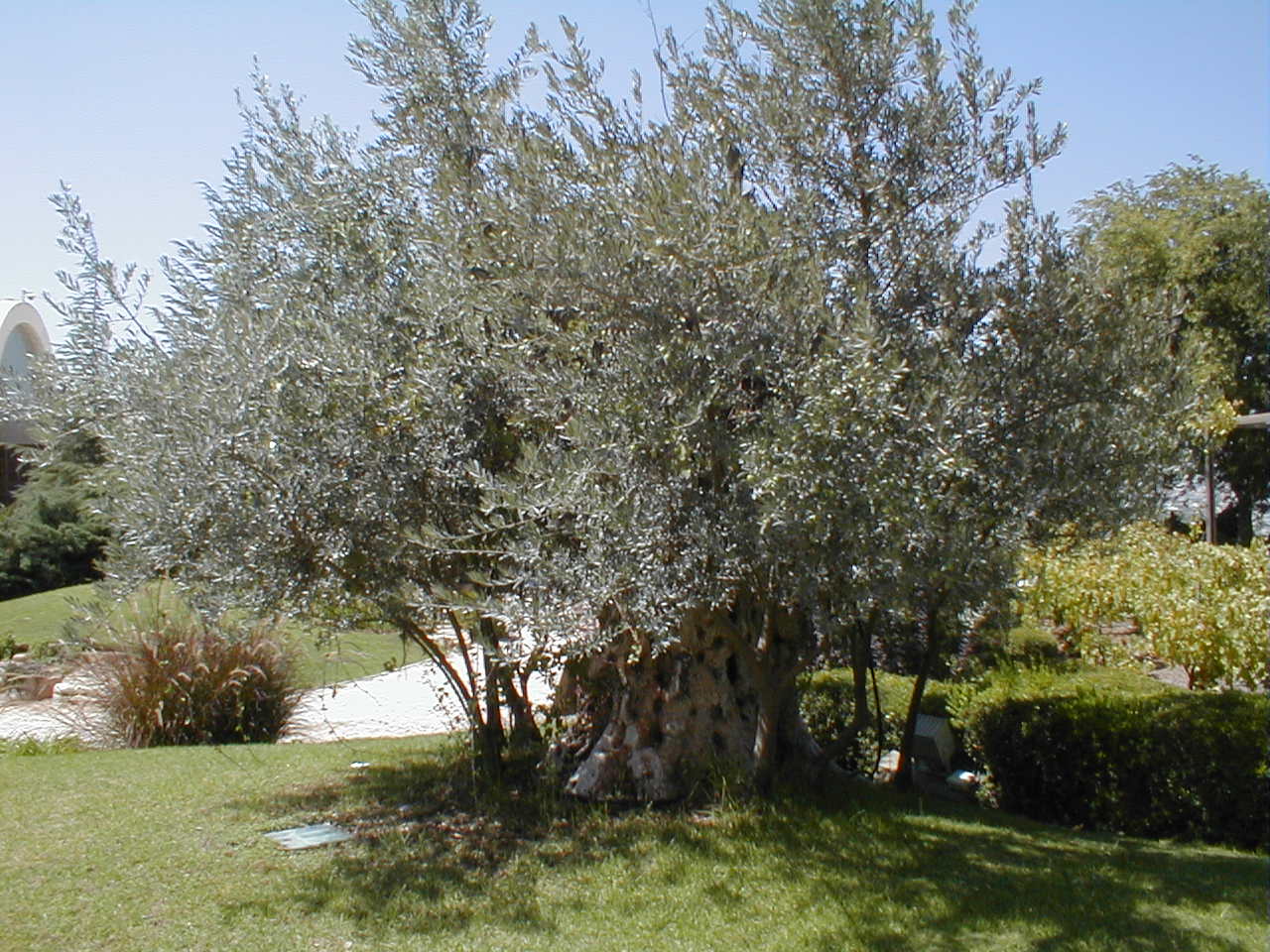 JC Olive Tree.JPG