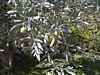 JC Olive Tree Closeup.JPG