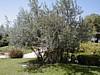 JC Olive Tree.JPG