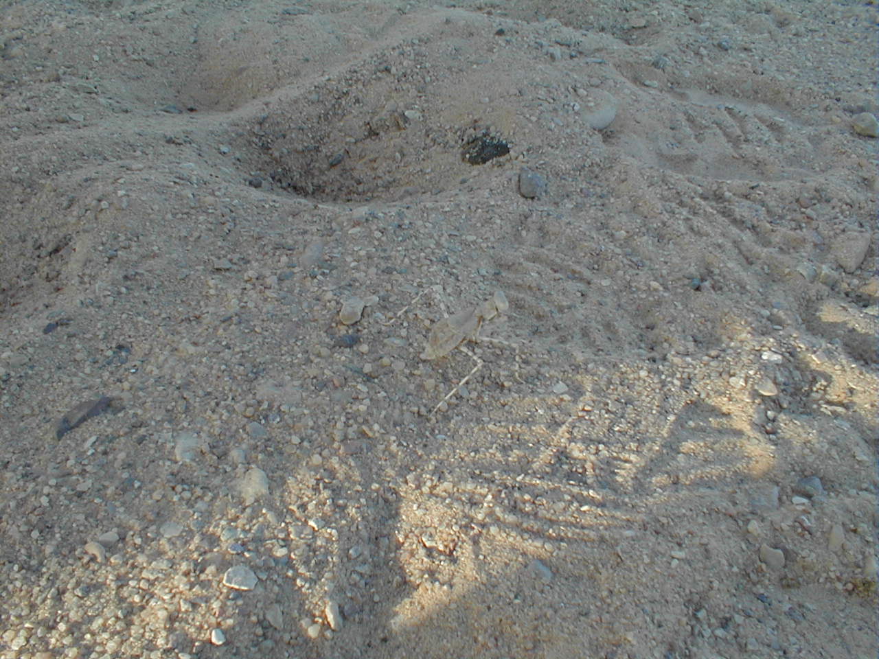 Desert Bug Blend.JPG