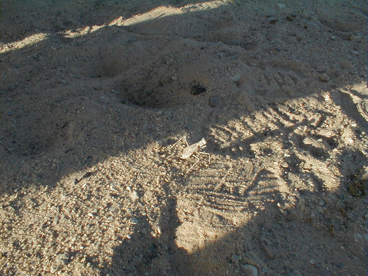Desert Bug Shadow.JPG