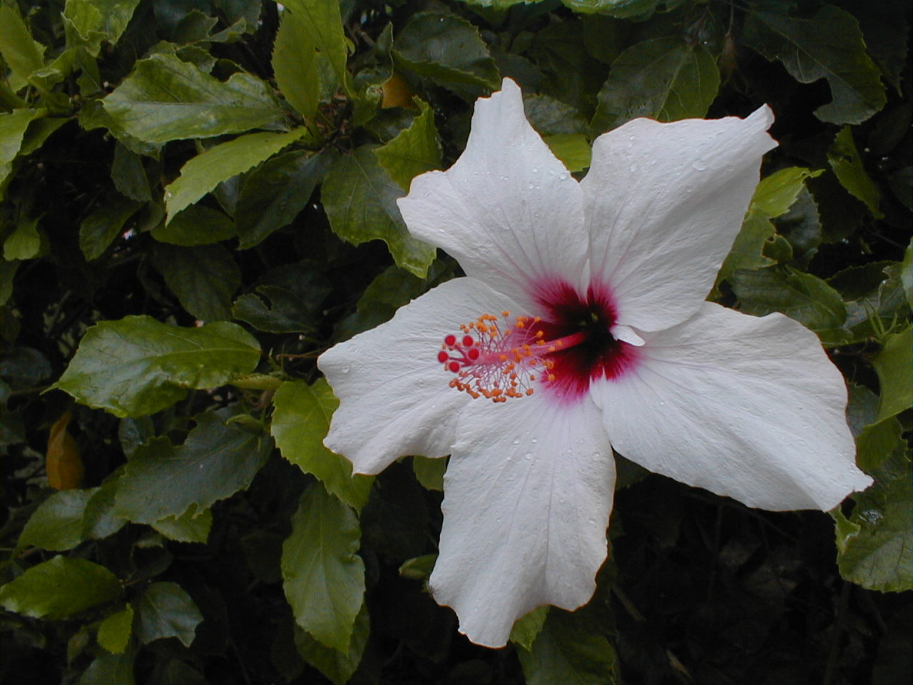 Galilee Flower.JPG