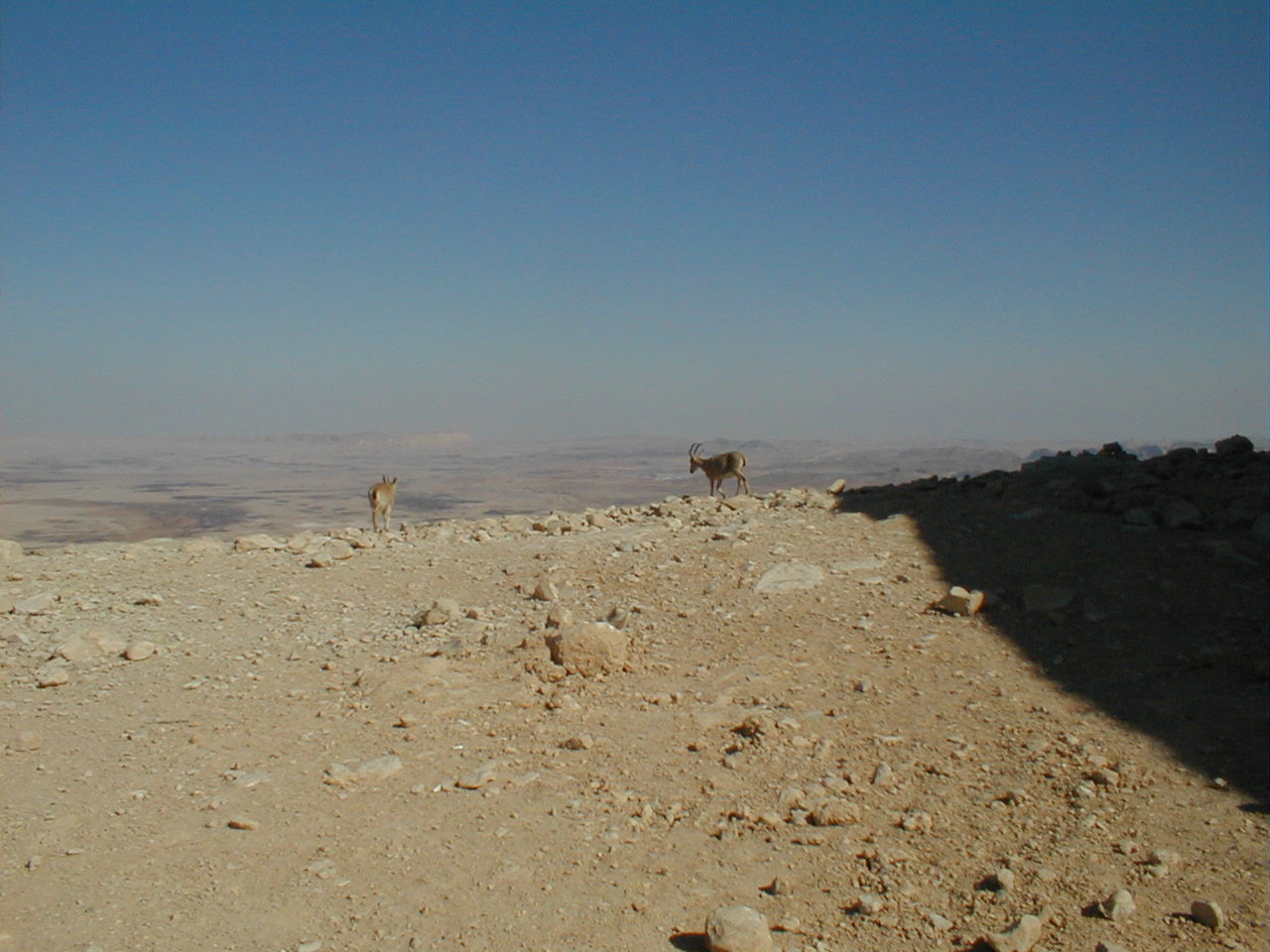 Machtesh Ramon Ibex.JPG
