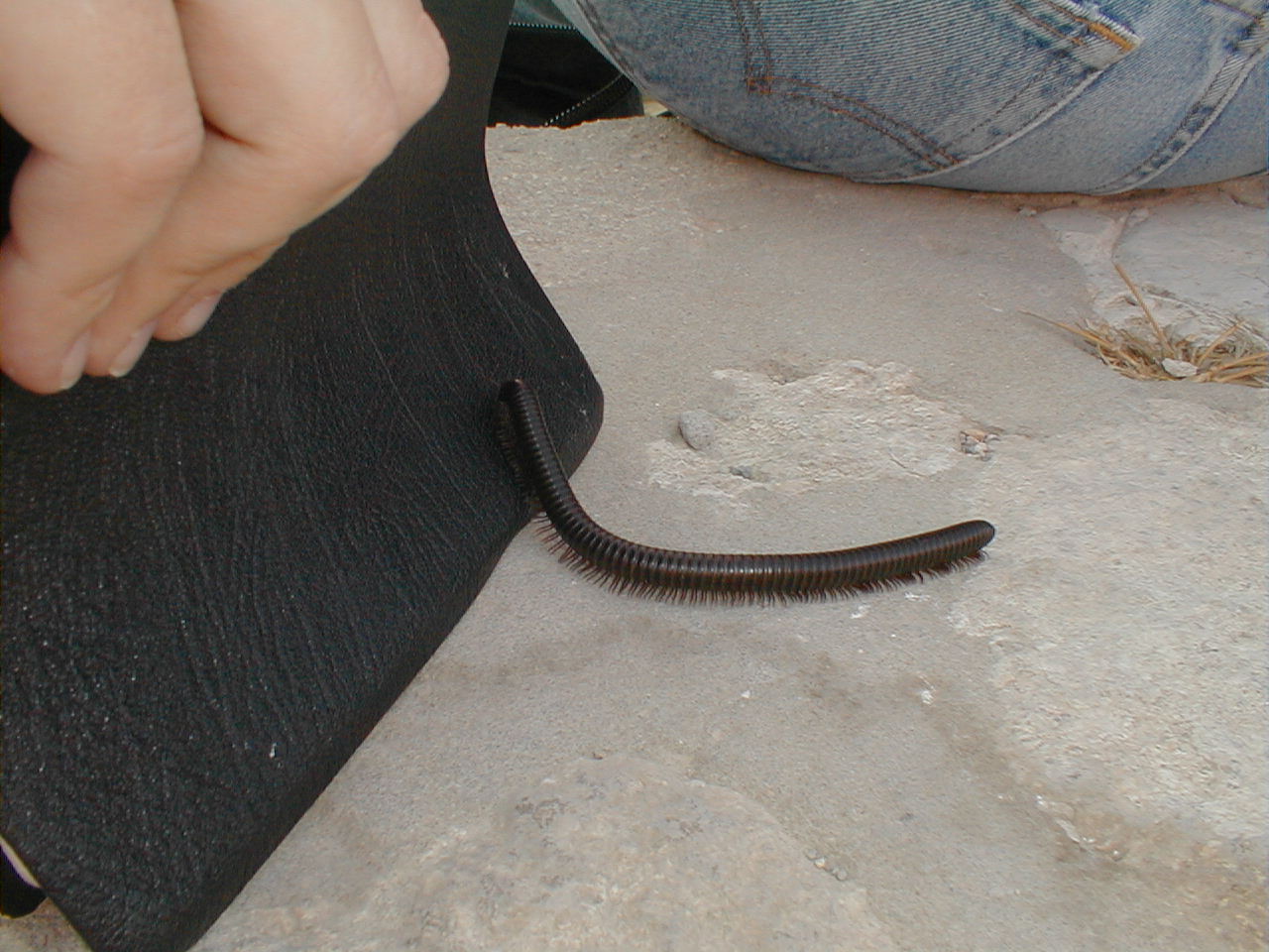 Millipede Attack.JPG
