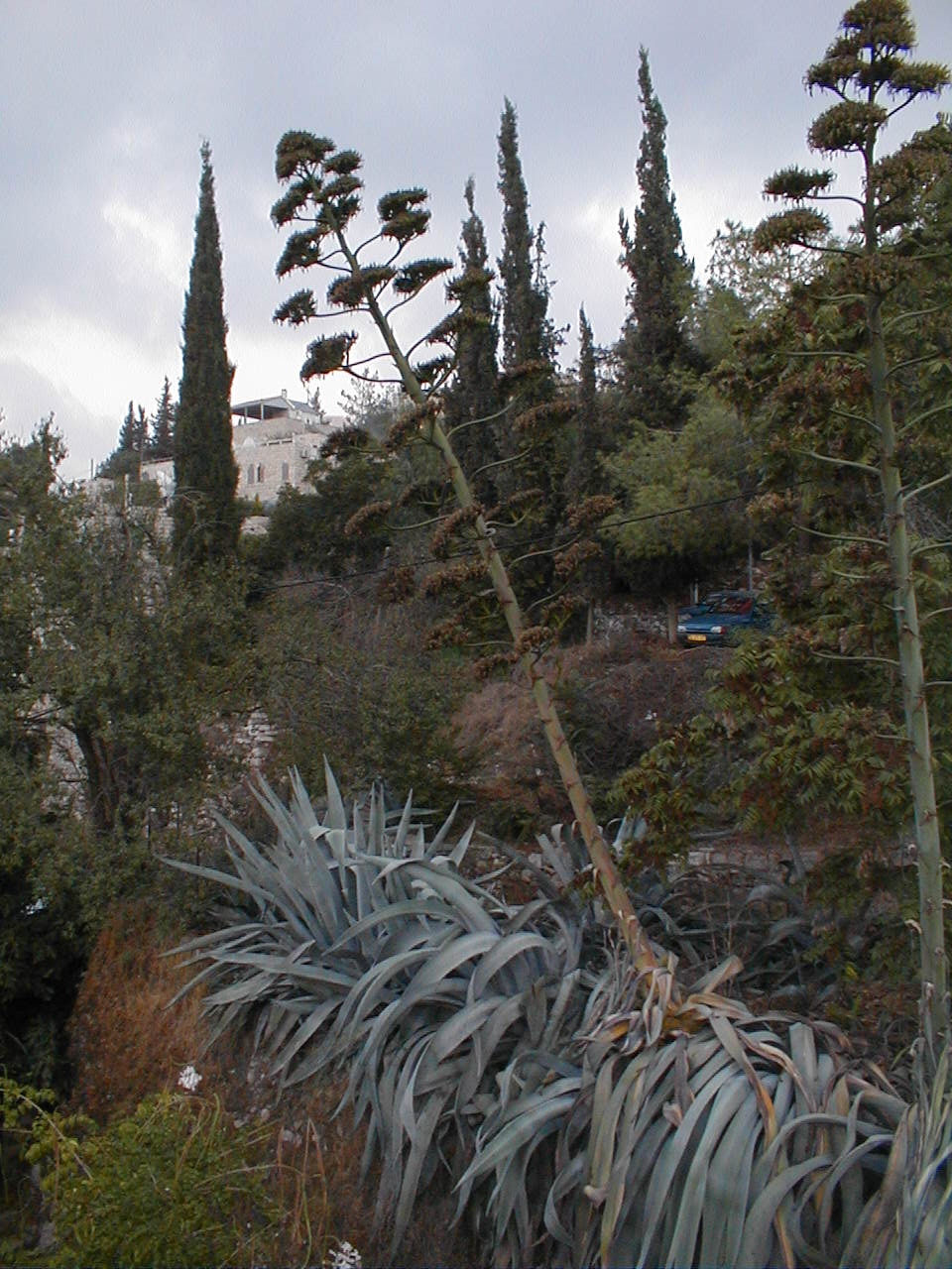 Weird Tree.JPG