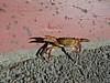 Crab at En Gev.JPG
