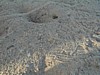 Desert Bug Blend.JPG
