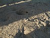 Desert Bug Shadow.JPG