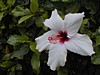 Galilee Flower.JPG