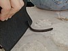 Millipede Attack.JPG