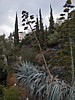 Weird Tree.JPG