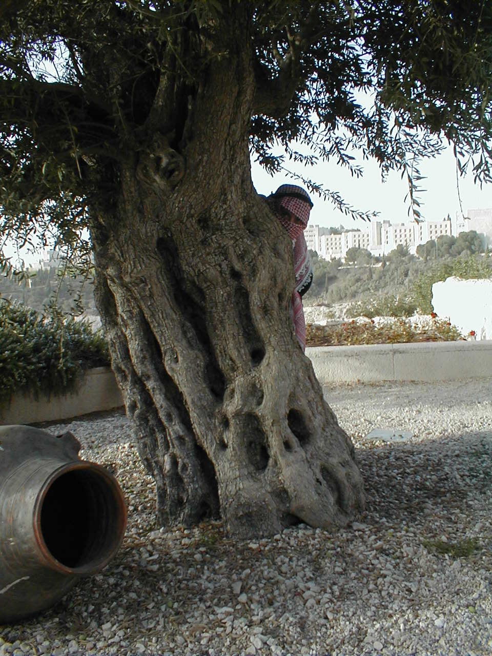 John the Bedouin peeking.JPG