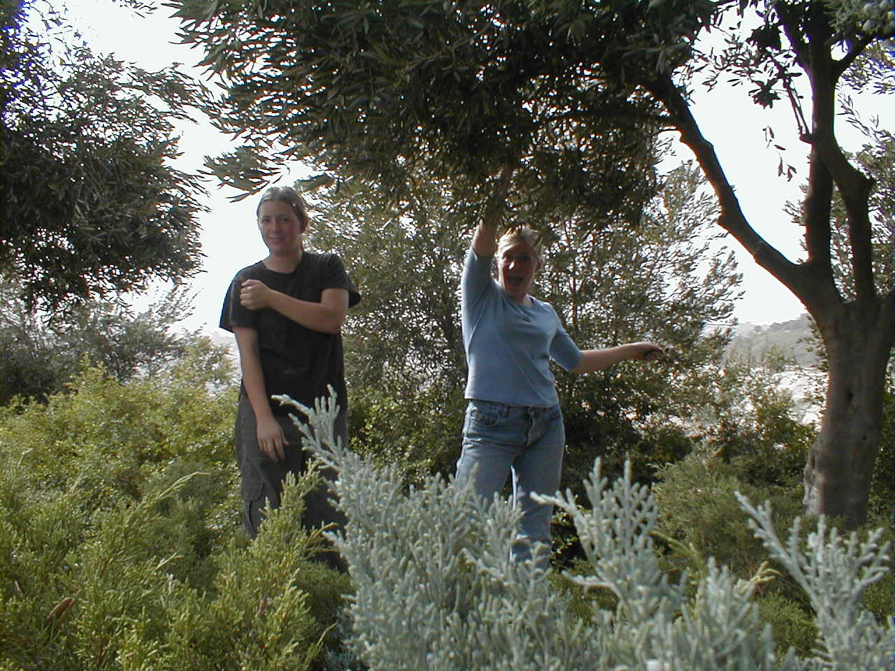 Olive Harvest - Alene and Mary K.JPG