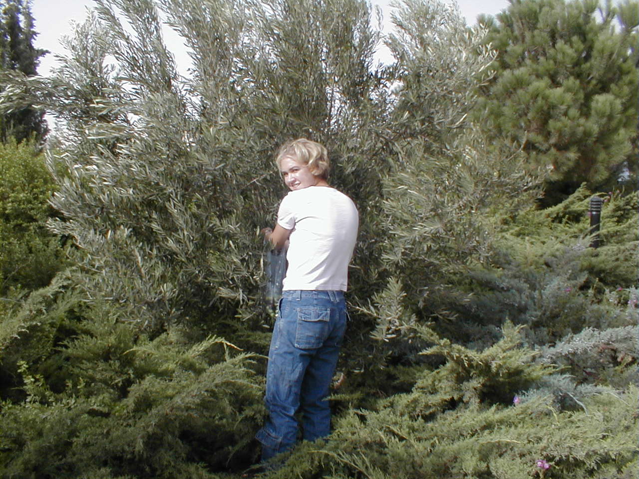 Olive Harvest - Emily.JPG