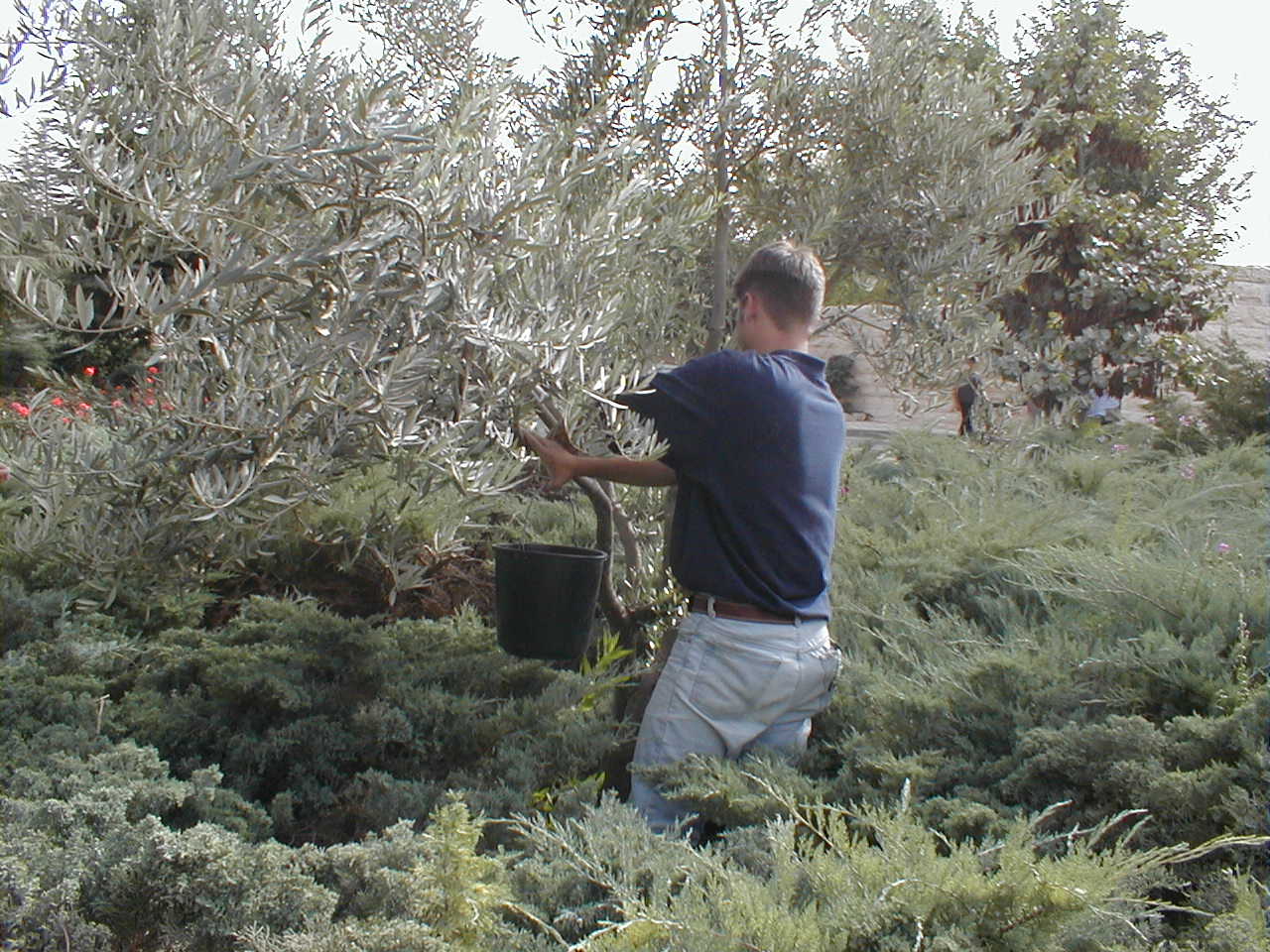 Olive Harvest - Joseph.JPG