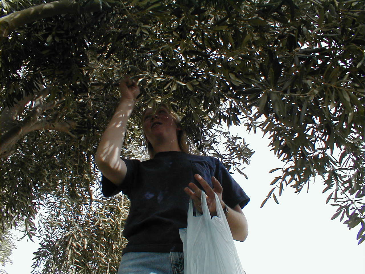 Olive Harvest - Kellie.JPG